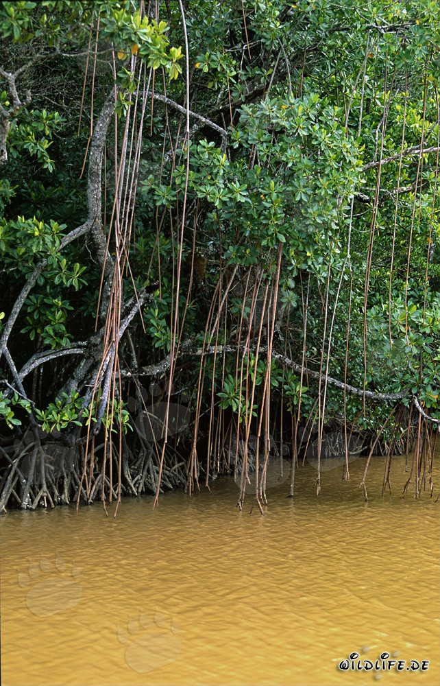 Mangroves rouges sur les rives de la rivière Qara-ni-Qio aux Fidji