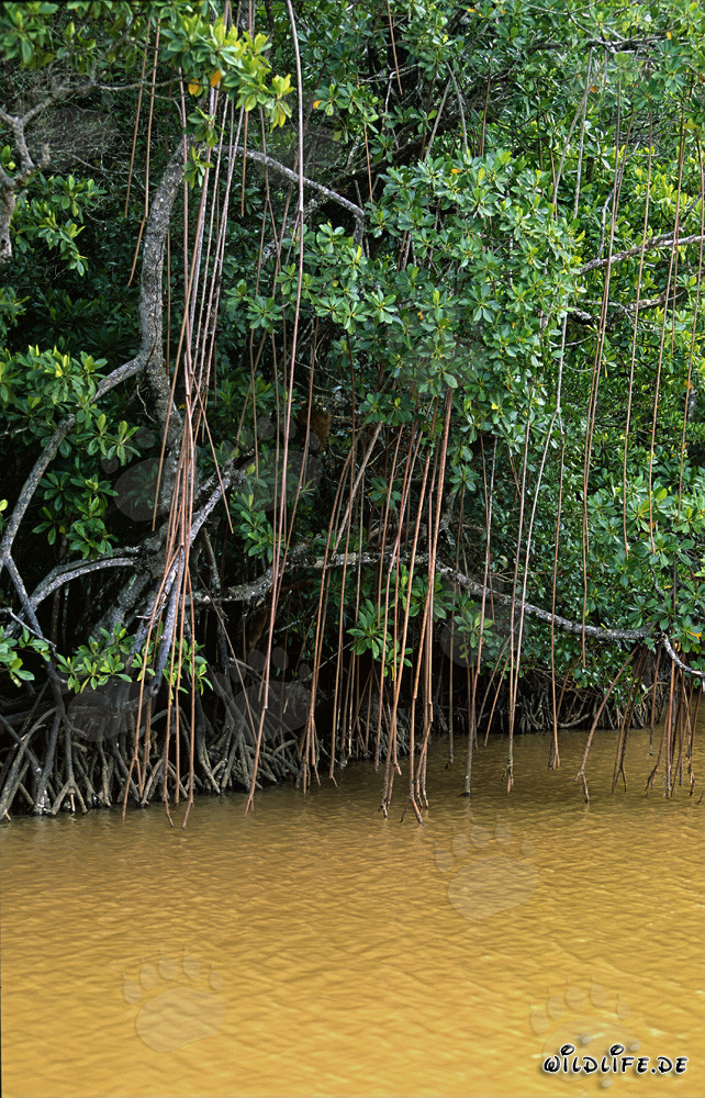 Mangrovie rosse lungo la riva del fiume Qara-ni-Qio alle Fiji