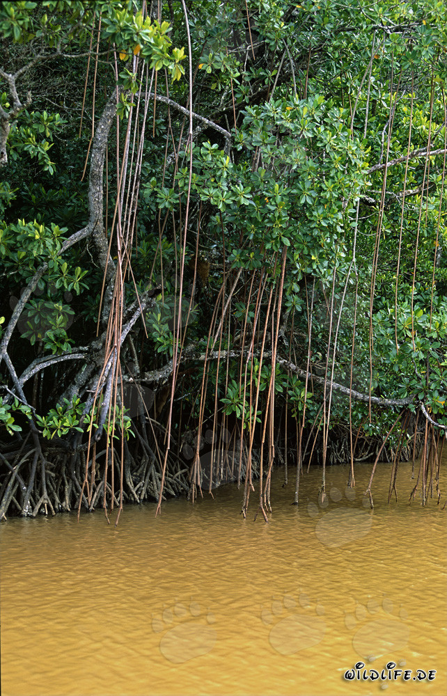 Red Mangroves at the shore of Qara-ni-Qio River in Fiji