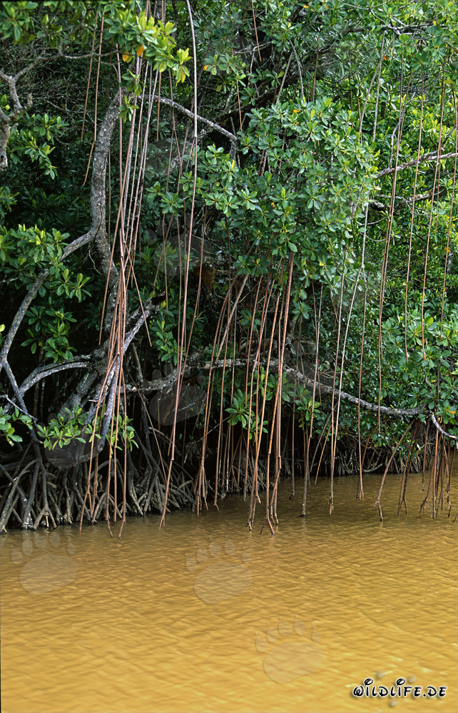 Rote Mangroven am Ufer des Qara-ni-Qio River in Fiji