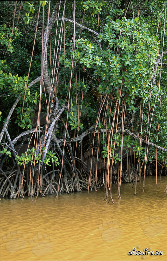 Mangroves rouges sur la rivière Qara-ni-Qio
