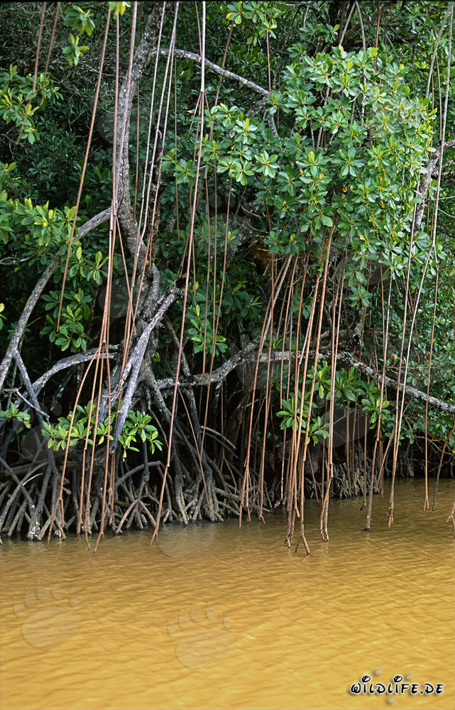 Red Mangroves at Qara-ni-Qio River