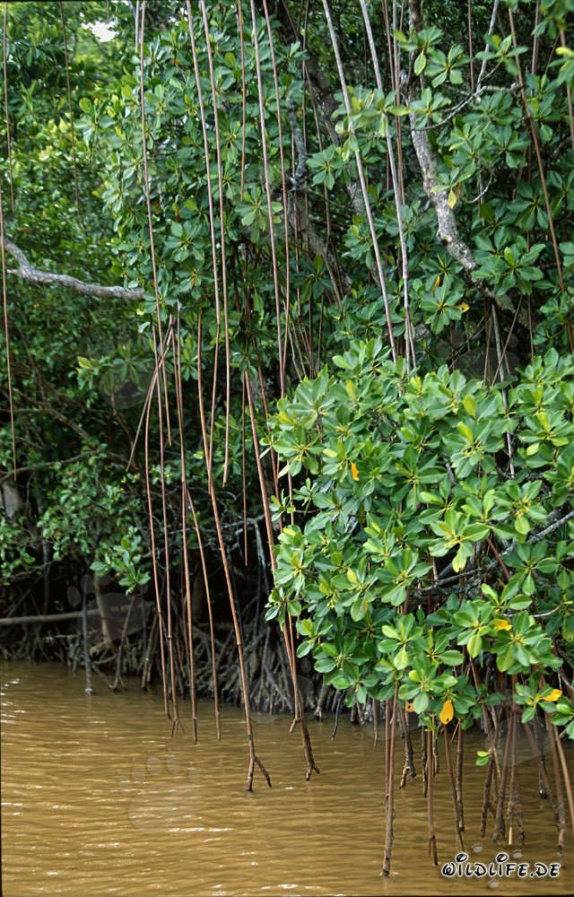 Mangroves rouges dans les eaux saumâtres de Viti Levu, Fidji