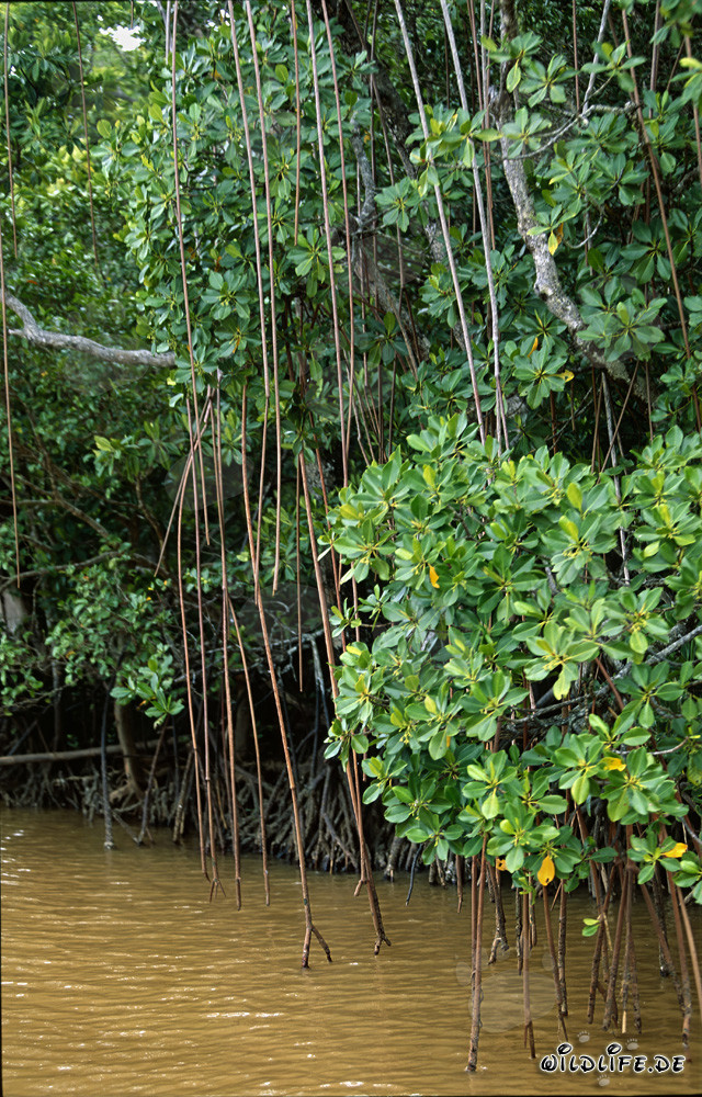 Mangrovie rosse nelle acque salmastre di Viti Levu, Figi