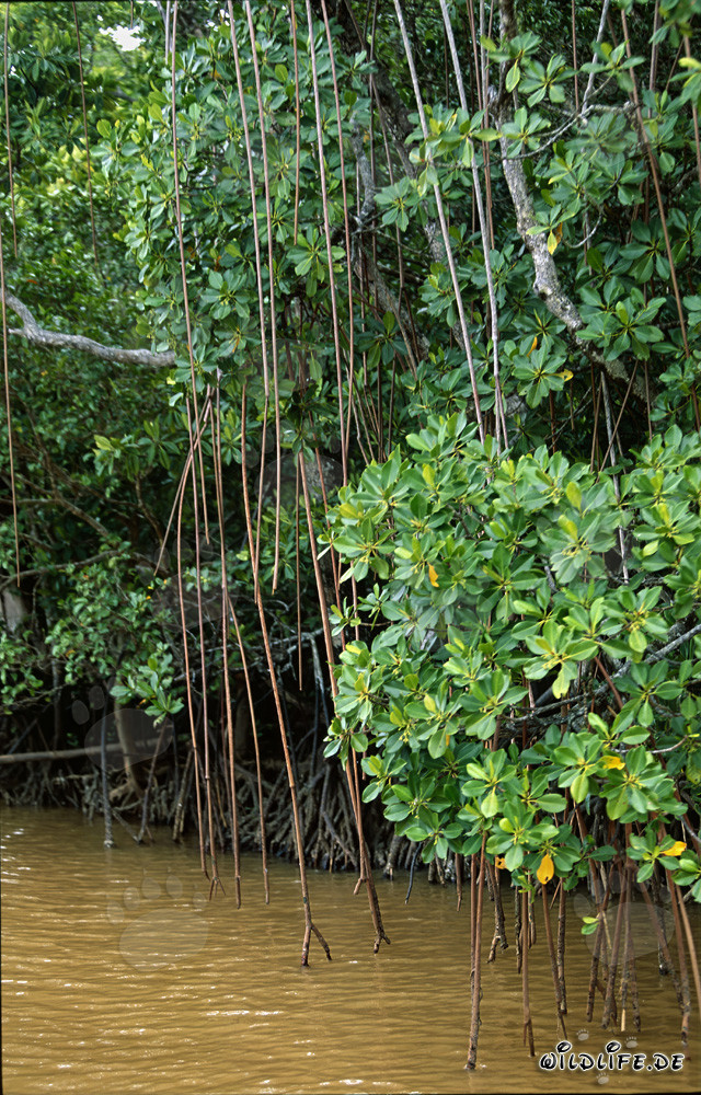 Red Mangroves in brackish water of Viti Levu, Fiji