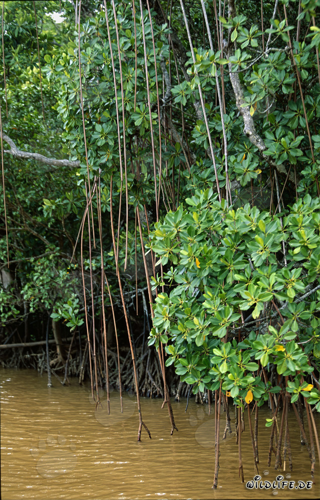 Rote Mangroven im Brackwasser von Viti Levu, Fiji