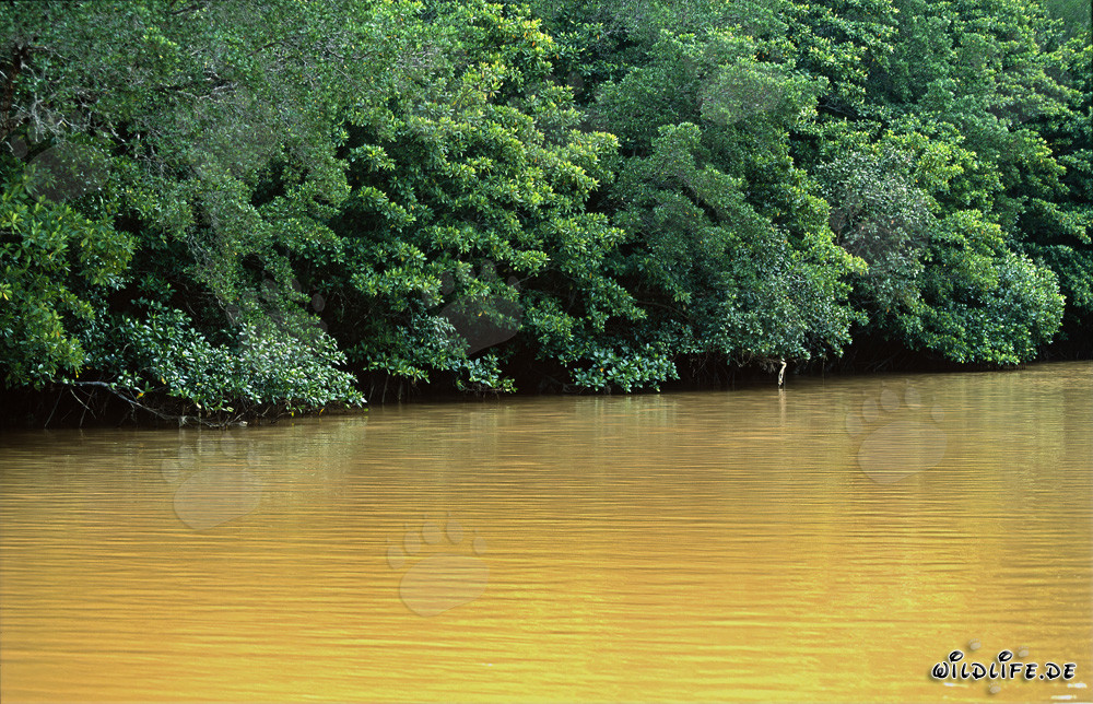 Manglares rojos en el río Qara-ni-Qio