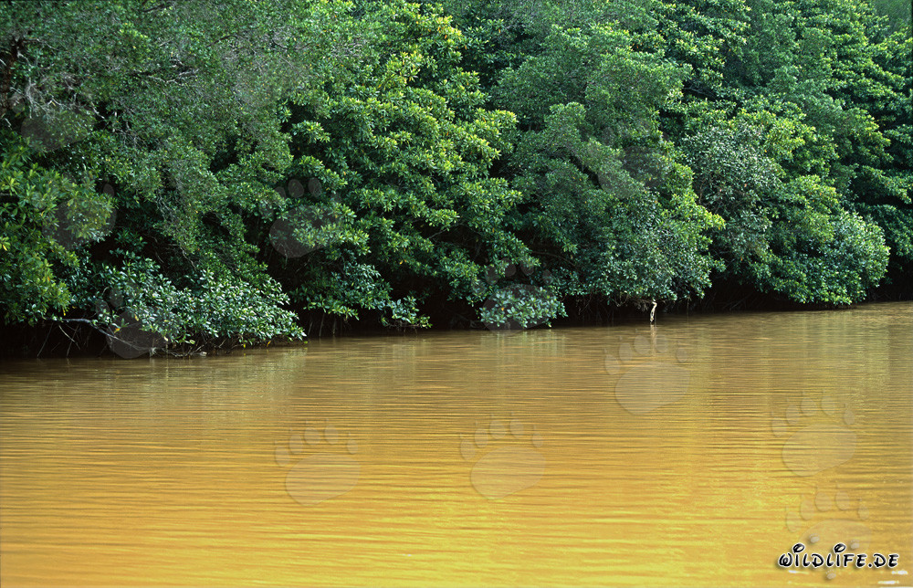 Mangroves rouges sur la rivière Qara-ni-Qio