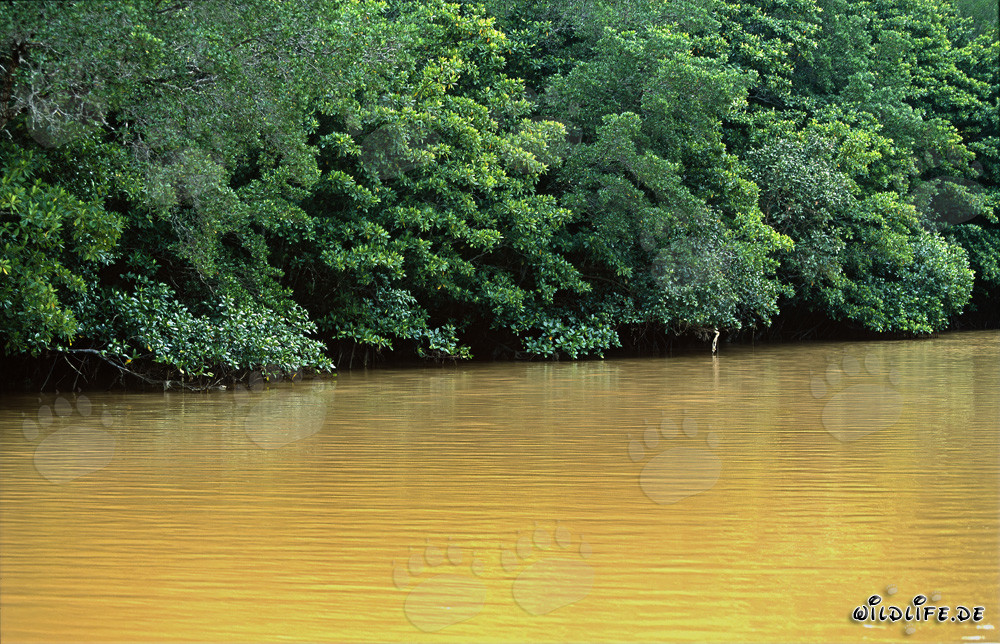 Mangrovie rosse sul fiume Qara-ni-Qio