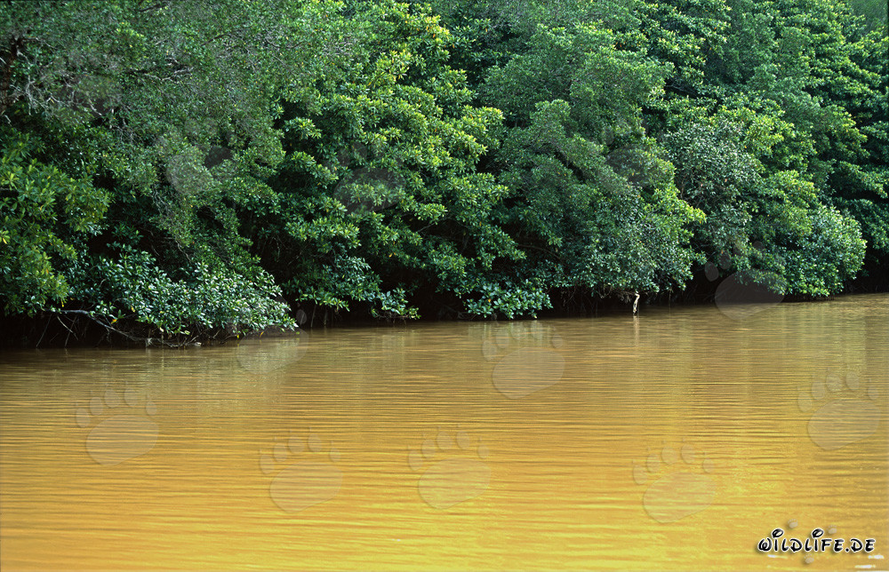 Red Mangroves at Qara-ni-Qio River