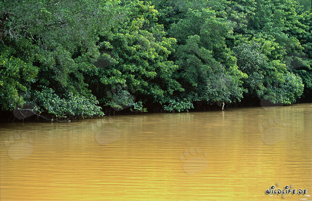 Rote Mangroven am Qara-ni-Qio River