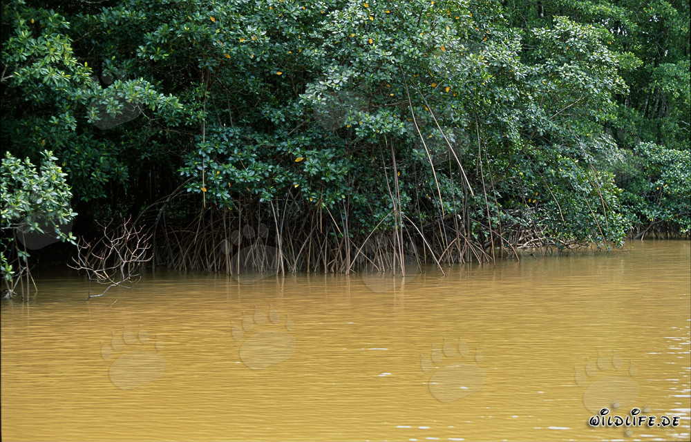 Mangroves rouges sur la rive de la rivière Qara-ni-Qio aux Fidji