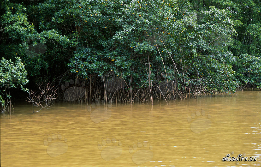 Mangrovie rosse sulla riva del fiume Qara-ni-Qio alle Fiji