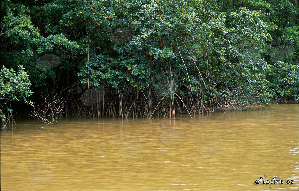 Red Mangroves at the Qara-ni-Qio Riverbank in Fiji