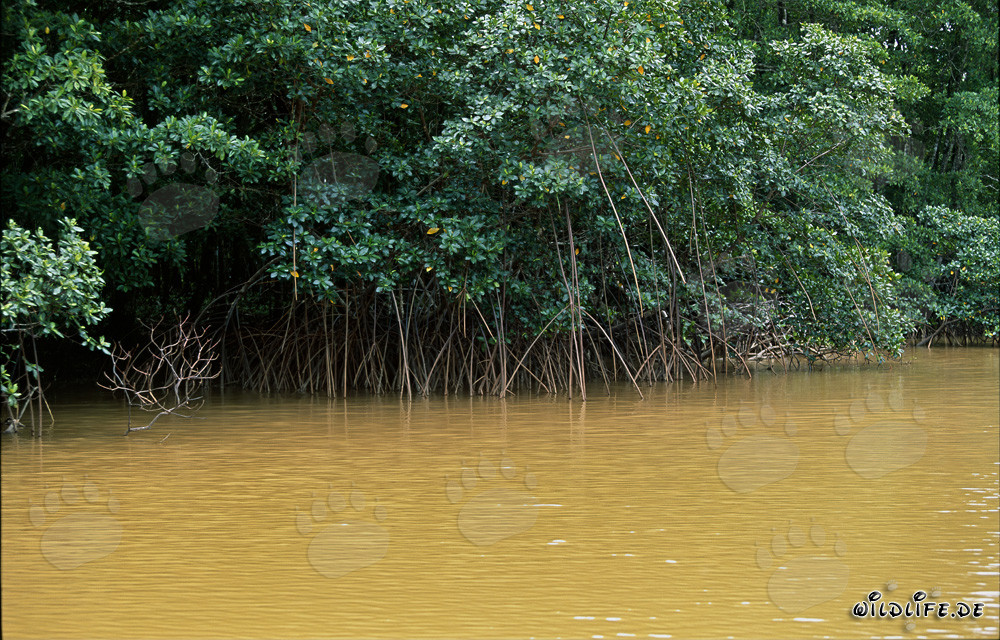 Rote Mangroven am Qara-ni-Qio Flussufer in Fiji