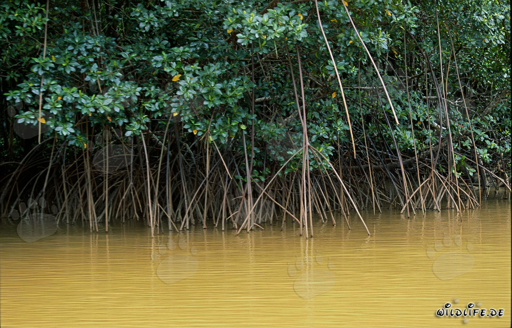 Mangroves rouges fascinants sur les rives de la rivière Qara-ni-Qio aux Fidji