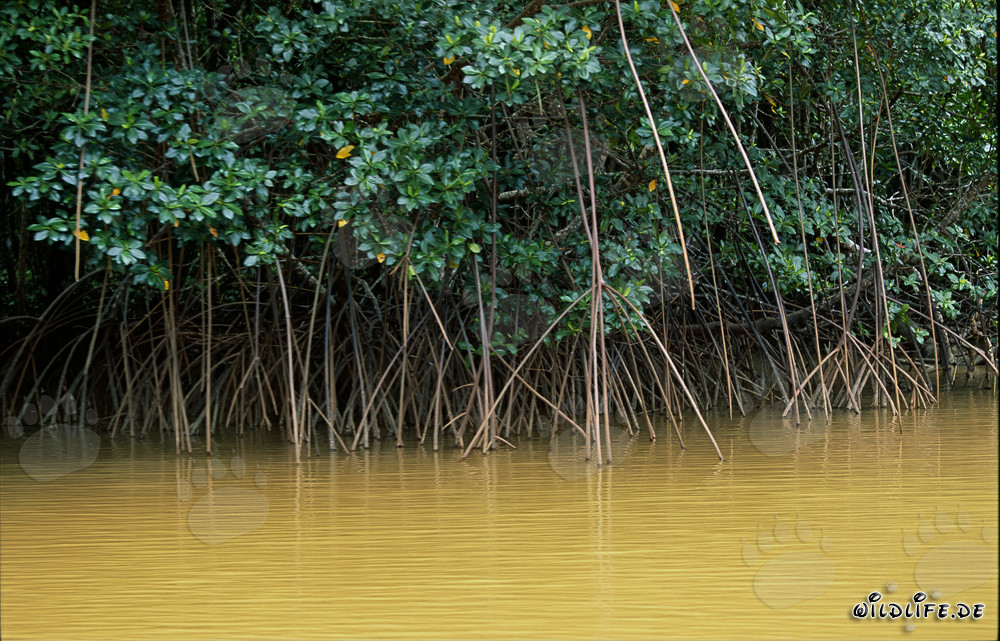 Affascinanti mangrovie rosse sulle rive del fiume Qara-ni-Qio alle Fiji