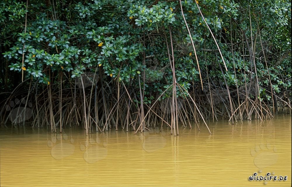 Fascinating Red Mangroves at the Qara-ni-Qio Riverbank in Fiji
