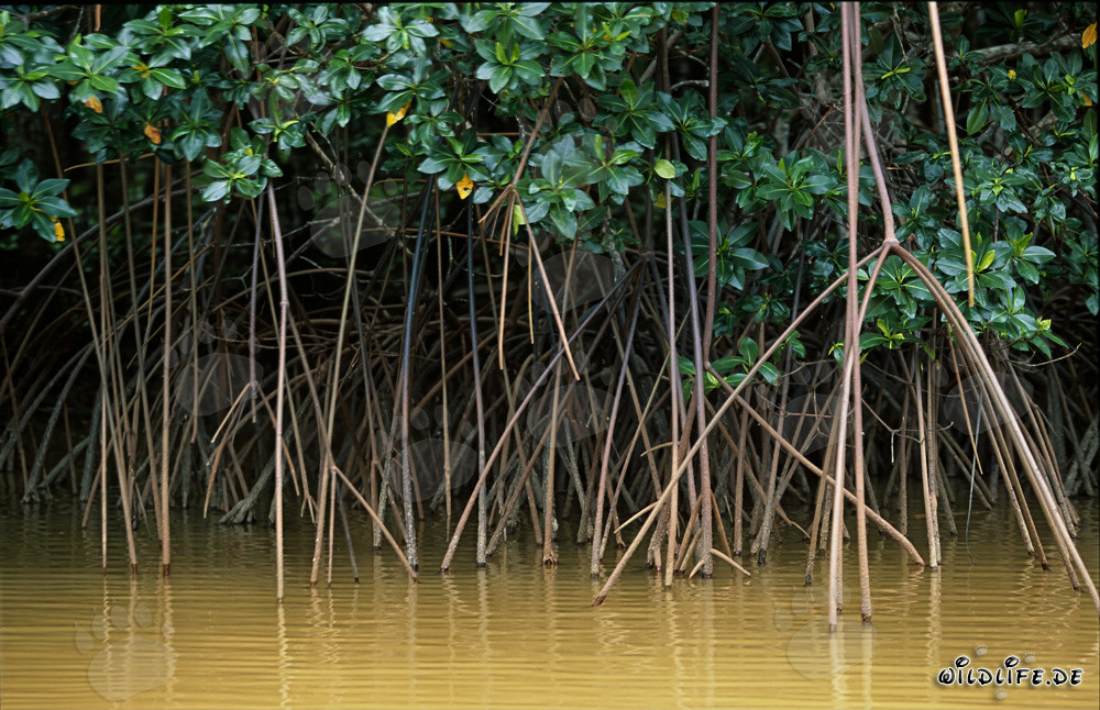 Mangroves rouges après une forte averse