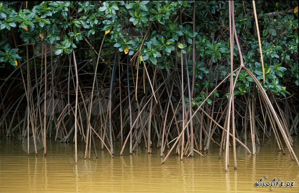 Red mangroves after a heavy rainfall