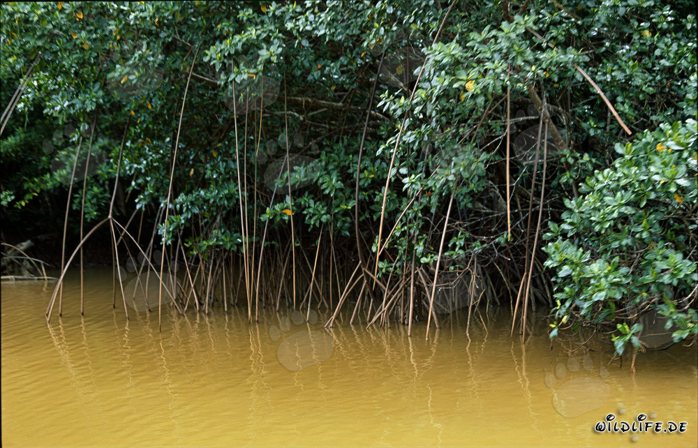 Manglares rojos en el agua fangosa del río
