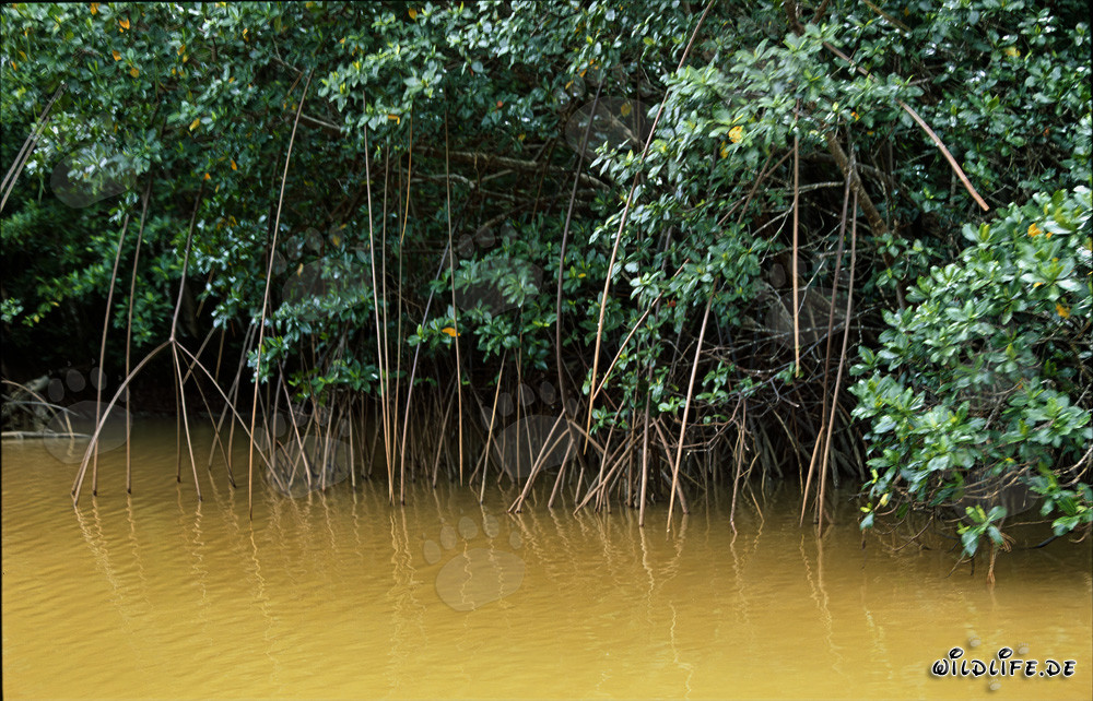 Mangroves rouges dans l'eau boueuse de la rivière