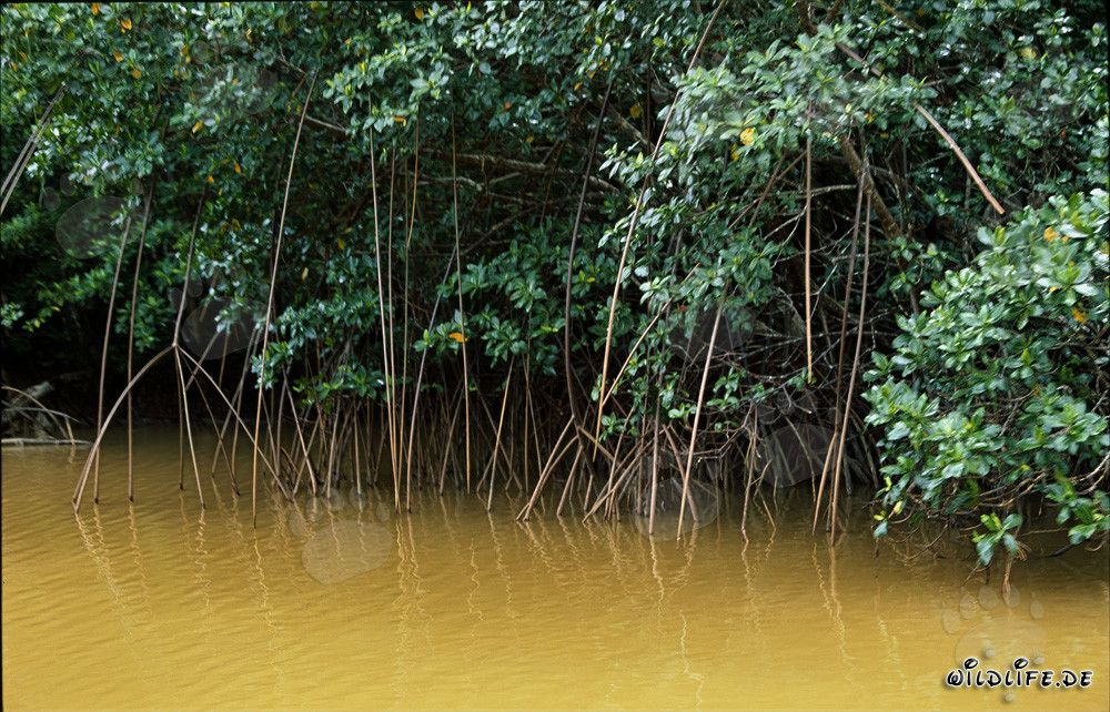 Red Mangroves in the loamy river water
