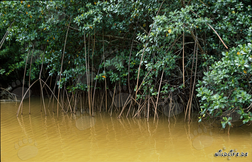 Rote Mangroven im lehmigen Flusswasser