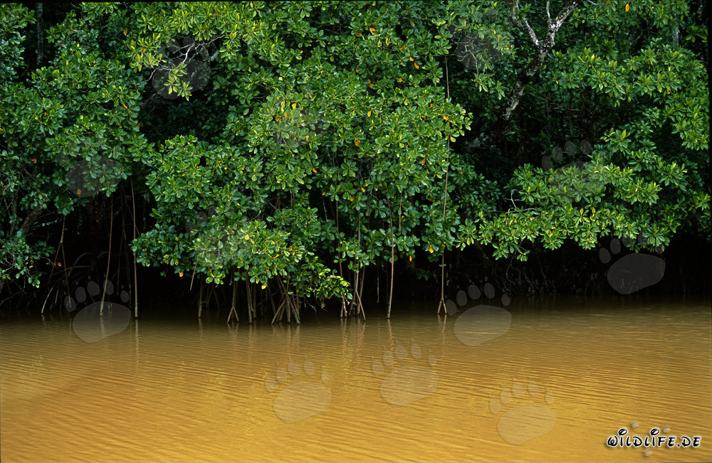 Mangroves rouges dans l'eau trouble du fleuve Qara-ni-Qio