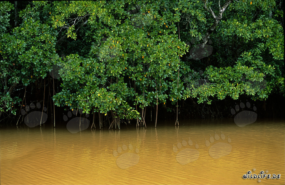 Red Mangrove (Rhizophora mangle L.) in the murky waters of Qara-ni-Qio River