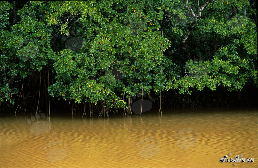 Rote Mangroven im trüben Wasser des Qara-ni-Qio River
