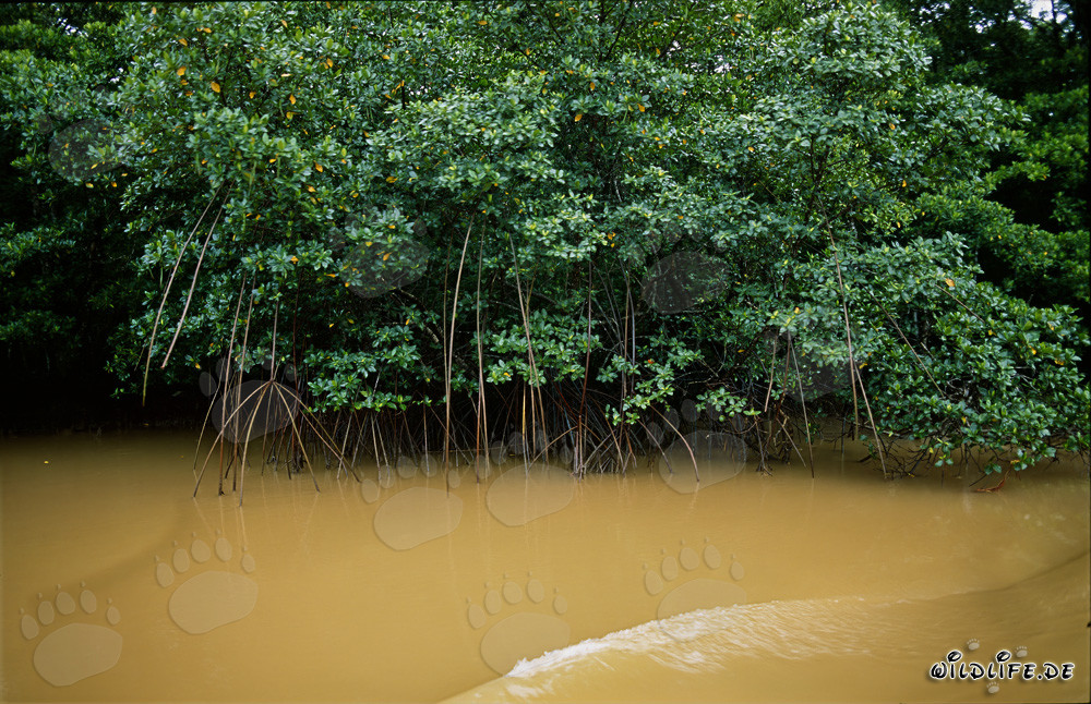Manglares rojos en el río Qara-ni-Qio después de una fuerte lluvia