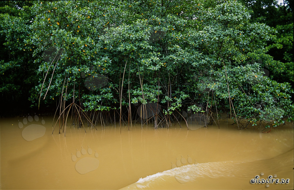 Mangroves rouges sur la rivière Qara-ni-Qio après une forte pluie