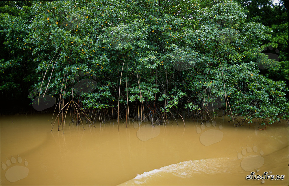 Mangrovie rosse sul fiume Qara-ni-Qio dopo una forte pioggia
