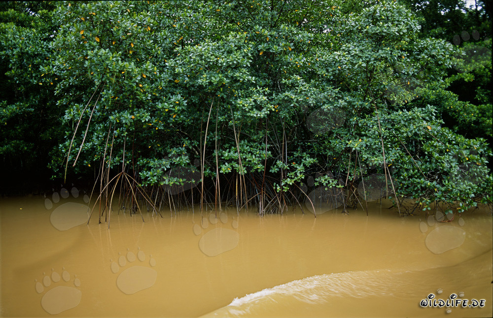 Red Mangroves on the Qara-ni river after heavy rain