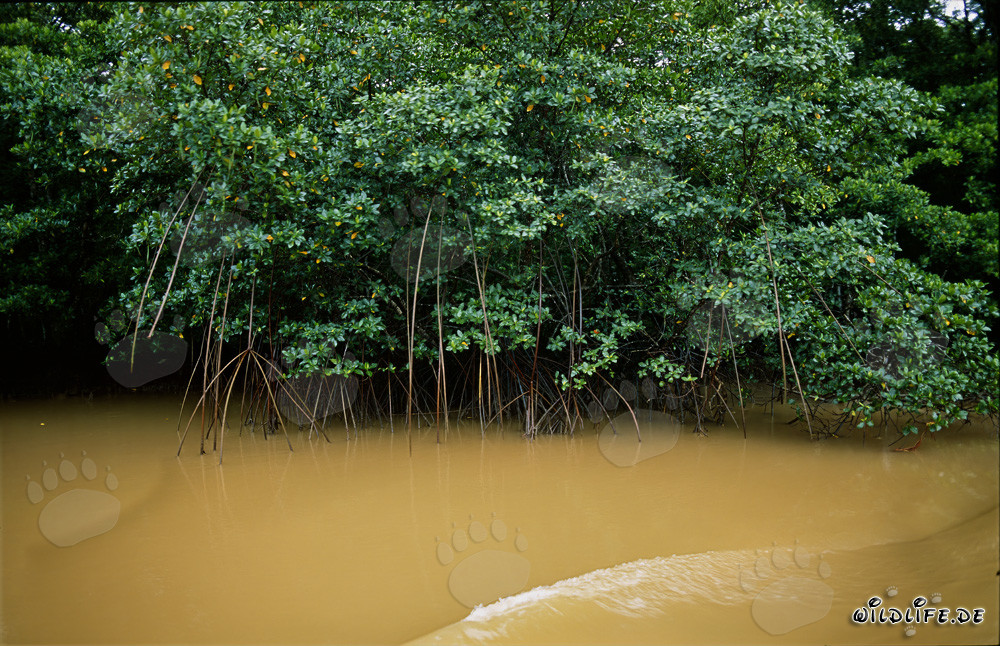 Rote Mangroven am Qara-ni-Qio River nach starkem Regen