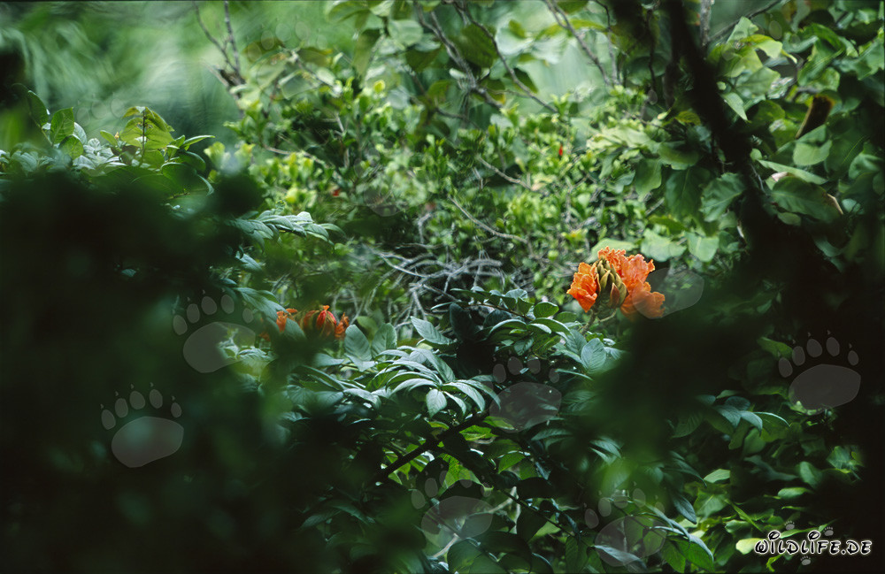 Fiori rossi nella lussureggiante foresta pluviale di Viti Levu, Figi