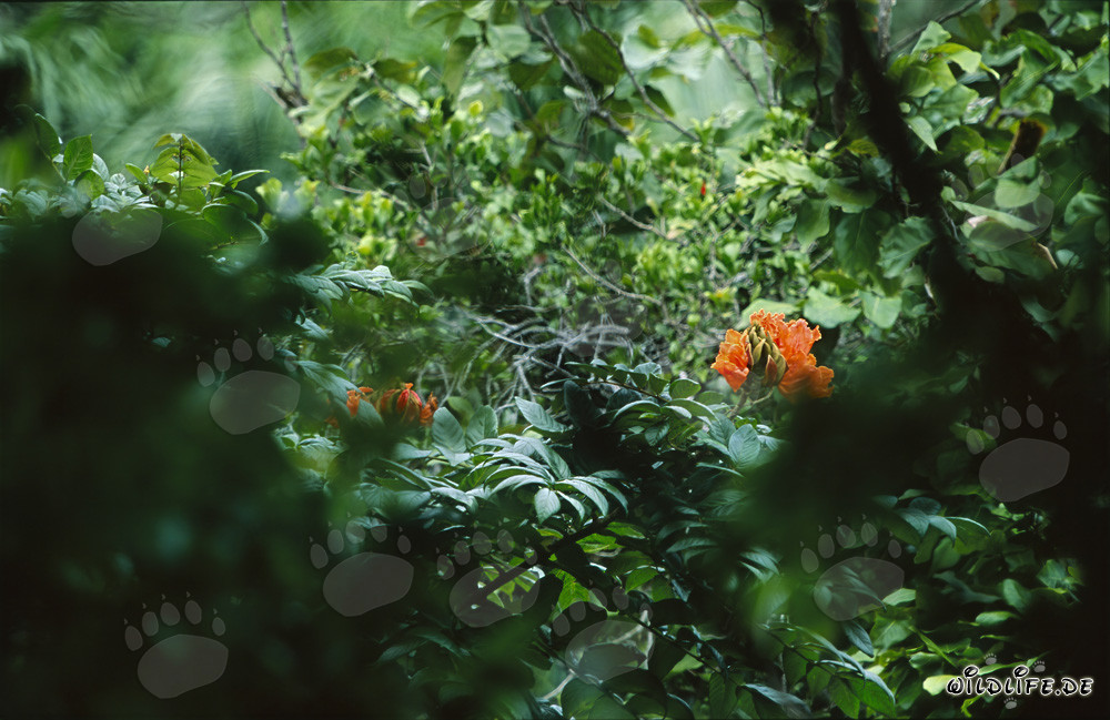 Fleurs rouges dans la luxuriante forêt tropicale de Viti Levu, Fidji