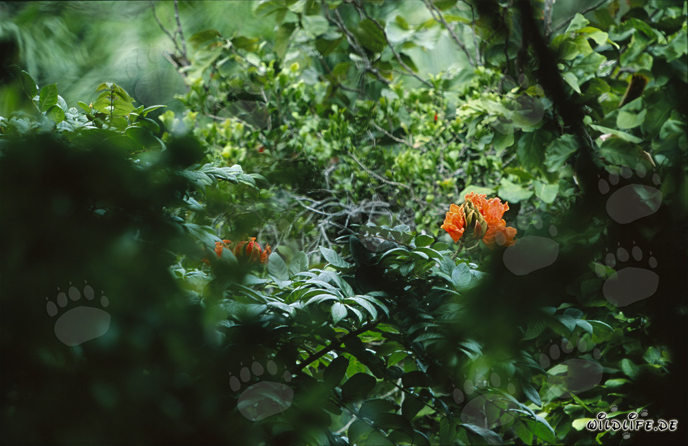 Flores rojas en la exuberante selva de Viti Levu, Fiyi