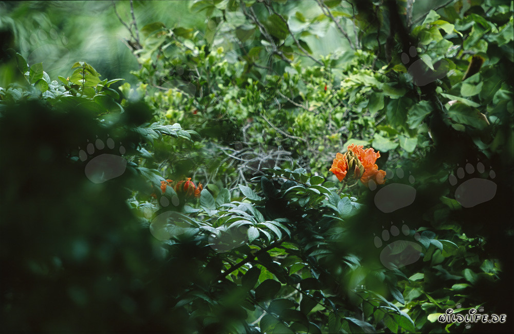 Red flowers in the lush rainforest of Viti Levu, Fiji