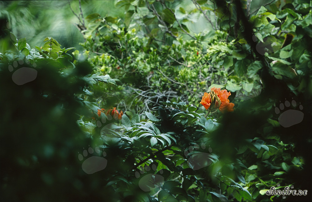 Rote Blüten im üppigen Regenwald von Viti Levu, Fidschi