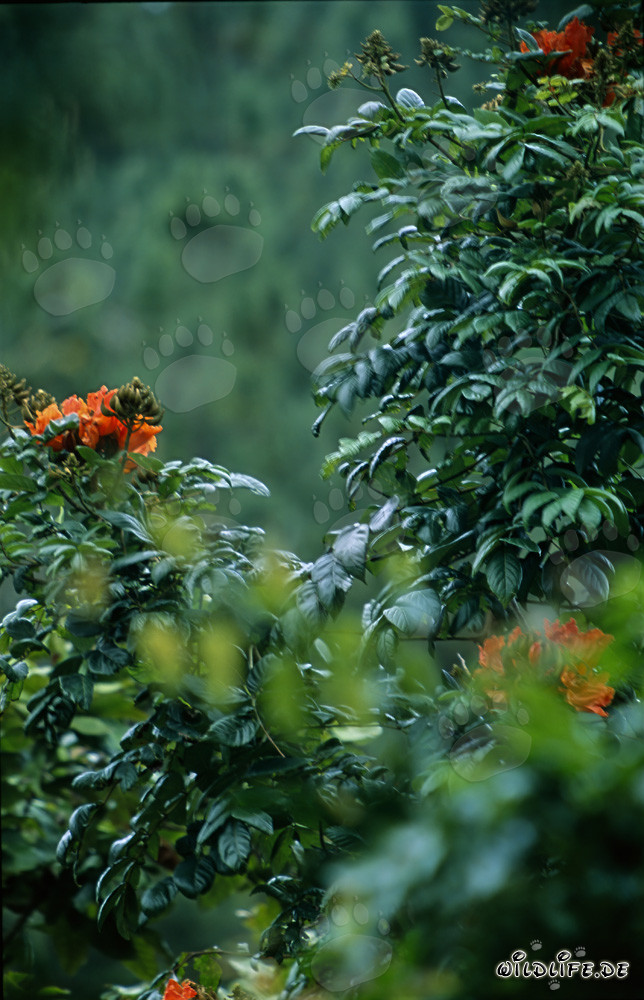 Fiori rossi risplendono nella rigogliosa foresta pluviale di Viti Levu nelle isole Figi