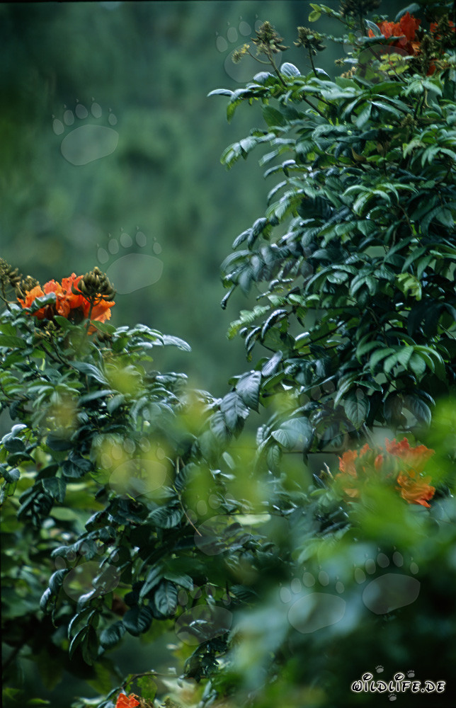 Des fleurs rouges brillent dans la luxuriante forêt tropicale de Viti Levu aux îles Fidji