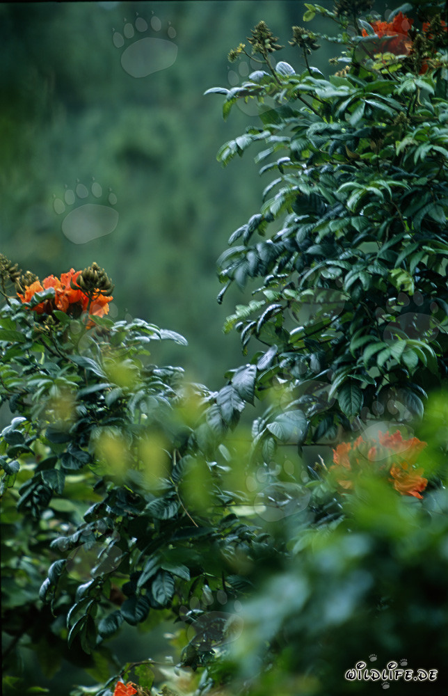 Flores rojas brillan en la exuberante selva de Viti Levu en las islas Fiji