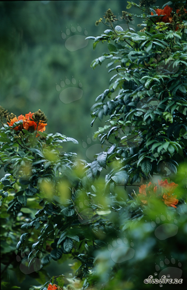 Red flowers glow from the lush rainforest of Viti Levu in the Fiji Islands