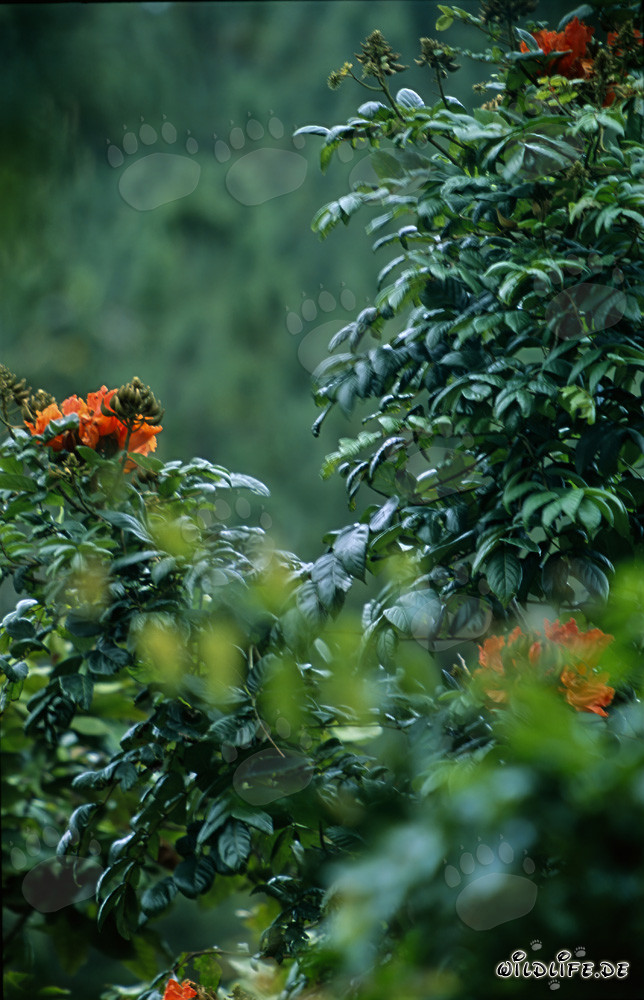 Rote Blüten leuchten aus dem üppigen Regenwald von Viti Levu auf den Fidschi-Inseln