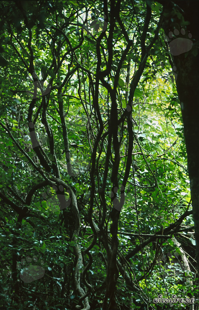 Biodiversità nella affascinante foresta pluviale di Fiji