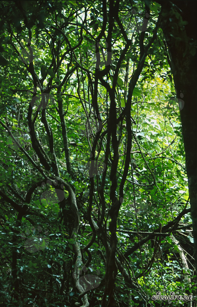 Diversité des espèces dans la fascinante forêt tropicale de Fidji