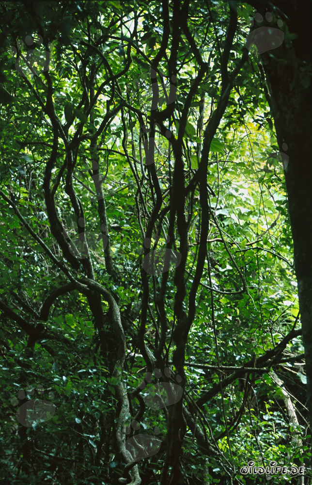 Biodiversity in the Fascinating Fiji Rainforest