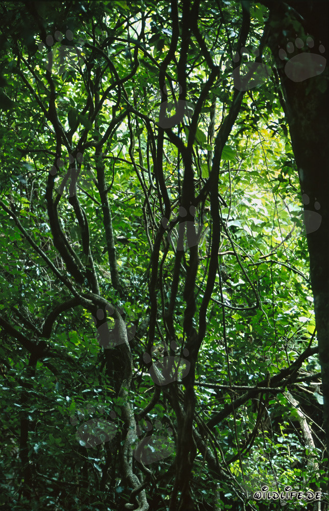 Diversidad de especies en la fascinante selva tropical de Fiji